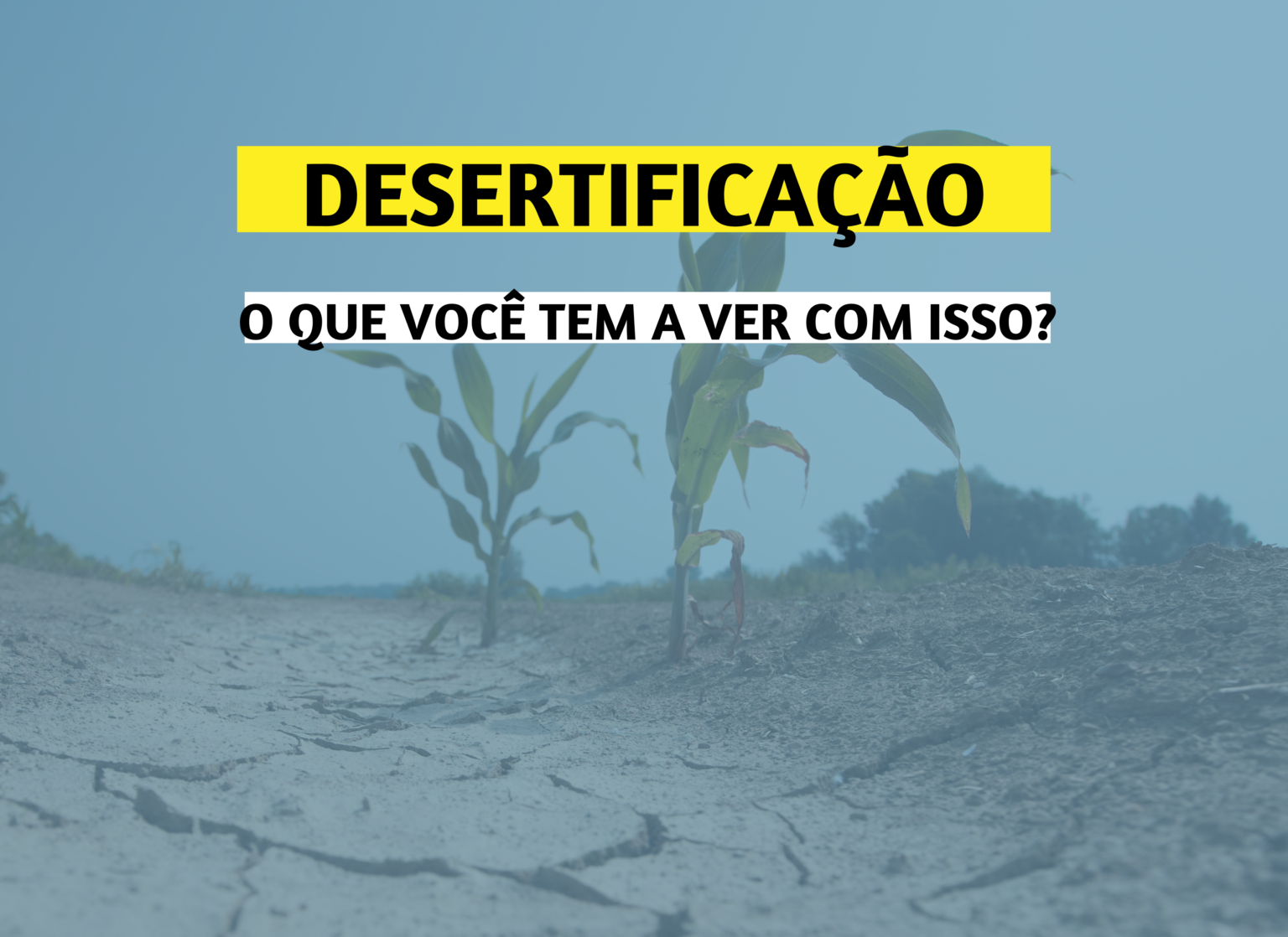 17 De Junho Dia Mundial De Combate à Desertificação E à Seca Sindicato Dos Trabalhadores Em 8446